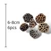 Exotic Pets Lotus Seed Head - 6 pods per pack (Approx 6-8cm)