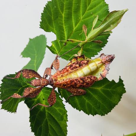 Autumn Leaf Insect