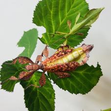 Autumn Leaf Insect (Phyllium tobeloense)