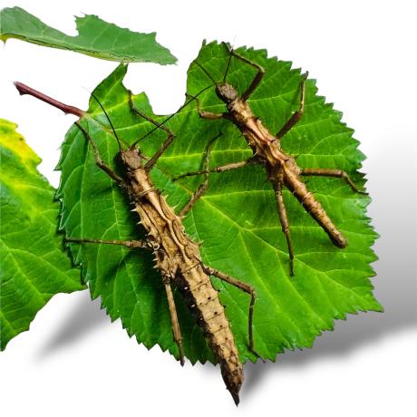 Spiny Red Striped Stick Insect