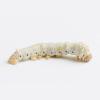 Live Silkworms - Medium (Pre-pack) Approx X per pack