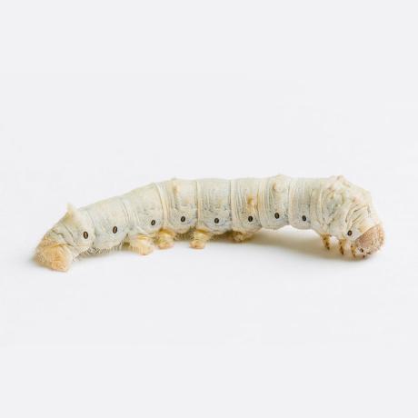 Live Silkworms