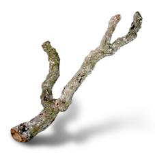 Exotic Pets Natural Cork Branch