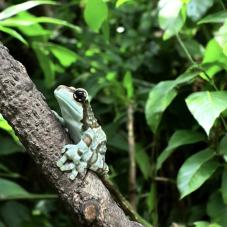 Amazon Milk Frog