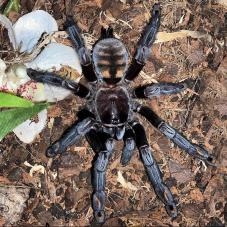 Venezuelan Suntiger (Psalmopoeus irminia)