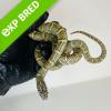 Brooks King Snake - Normal ph red hypo (CB22) MALE No.2 Food: Mouse Hoppers