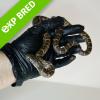 Brooks King Snake - Normal ph red hypo (CB22) MALE No.3 Food: Mouse Hoppers