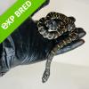 Brooks King Snake - Normal (CB23) FEMALE No.1 Food: Mouse Fluff