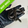 Brooks King Snake - Normal (CB23) poss FEMALE No.2 Food: Mouse Fluff