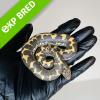 Kenyan Sand Boa - Normal/Wild Type (CB23) MALE No.7 Food: Mouse Fluff