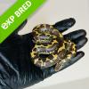 Kenyan Sand Boa - Normal/Wild Type (CB23) FE MALE No.8 Food: Mouse Fluff