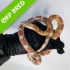 Corn Snake - Ultramel (CB22) MALE No.45 Food: Mouse Hoppers