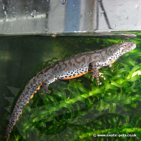 Alpine Newt - Female