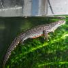 Alpine Newt - Female photo