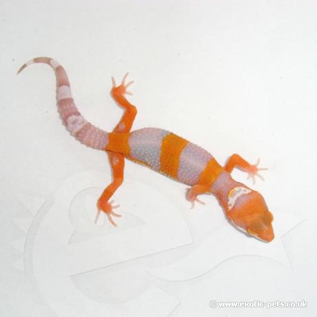 Leopard Gecko - Orange Albino