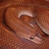 Adult female Columbian Rainbow Boa photo