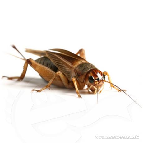 Silent Brown Cricket - Adult female