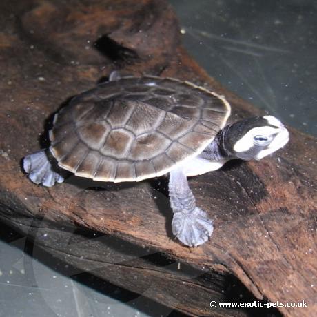 Red Bellied Short Necked Turtle - Red Bellied Short Necked Turtle