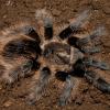 Curly Hair Tarantula photo