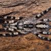 Indian Ornamental Tarantula photo