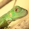 Baby Green Iguana photo