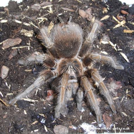 Haitan Brown Birdeater