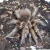 Haitan Brown Birdeater photo