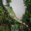 Green Water Dragon - Sub Adult Male photo