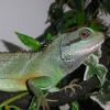 Green Water Dragon close up photo