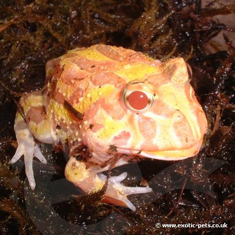 Albino Horned Frog