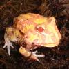 Albino Horned Frog photo