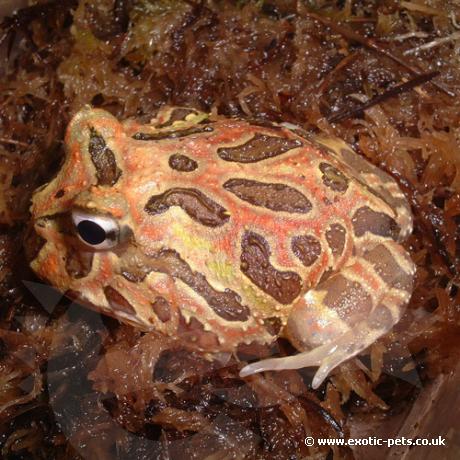 C.cranwelli Horned Frog