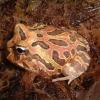 C.cranwelli Horned Frog photo