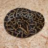 Burmese Python photo