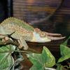 Jacksons Chameleon - Male photo