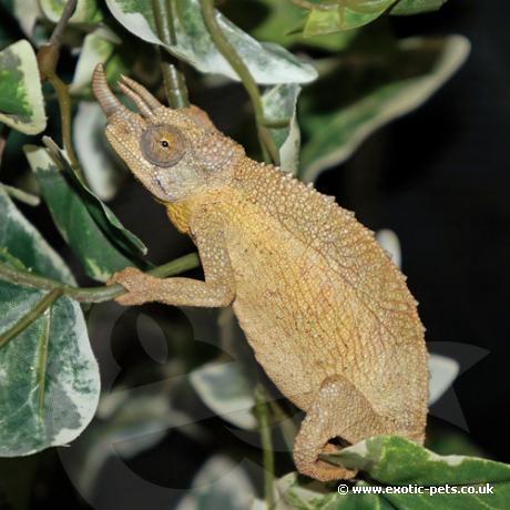 Jacksons Chameleon - Female