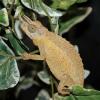 Jacksons Chameleon - Female photo