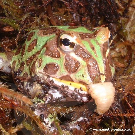 Horned Frog Feeding