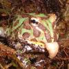 Horned Frog Feeding photo