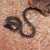 Desert King Snake photo