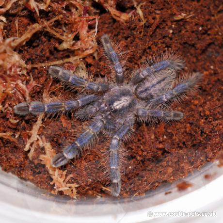 Gooty Ornamental Tarantula