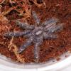 Gooty Ornamental Tarantula photo