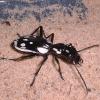 Egyptian Predator Beetle photo