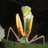 African Praying Mantis about to strike photo