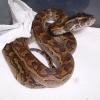 Young African Rock Python photo