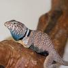 Desert Collaerd Lizard photo