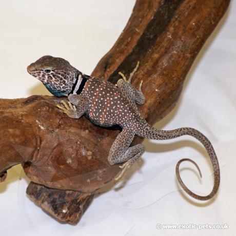 Desert Collared Lizard - Full view