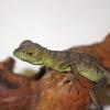 Green Basilisk - Baby photo