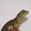 Green Basilisk Baby photo