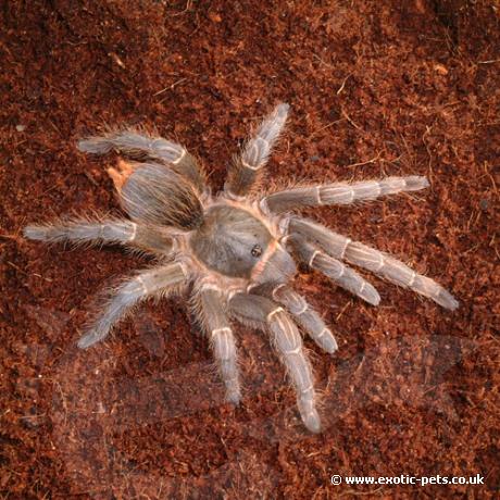 Juvenile Honduran Stripe Knee Tarantula